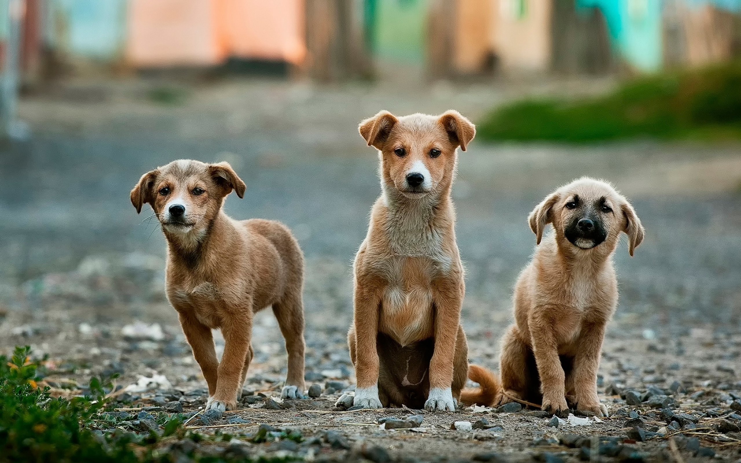 Hoeveel Kost Een Honden DNA Test?